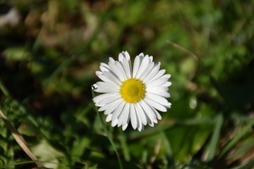 Margherita fiore di campo spontaneo