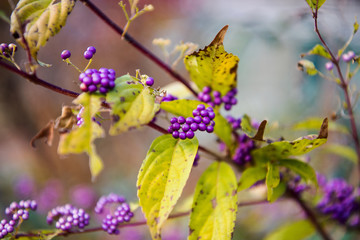 Japanese Beautyberry