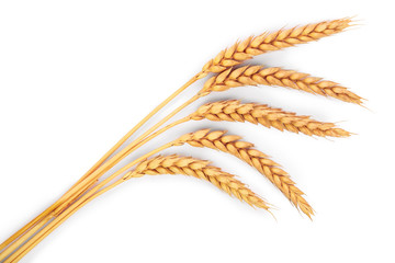 ears of wheat isolated on white background. Top view