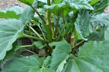 The bush of the rhubarb grows in the open ground