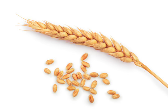 grain and ears of wheat isolated on white background. Top view