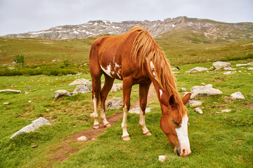 Fototapeta na wymiar Brown cute horse eating grass on meadow near Lac de Nino in Corsica mountains GR20