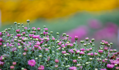 Beautiful colored Chrysanthemum flowers on a flower bed. Natural carpet in the garden.