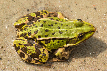 Der Frosch-könig vom Rügen Bodden