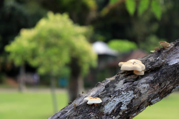 Mushrooms in the tree