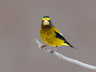 Male Evening Grosbeak in Winter, Portrait