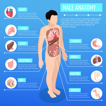 Male Anatomy Isometric Poster 