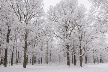 Fototapeta na wymiar Winter landscape. The forest is a frosty snowy day.