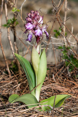 Fototapeta premium orchidee sur pelouse seche