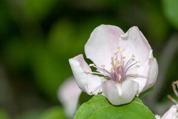fleur de pommier