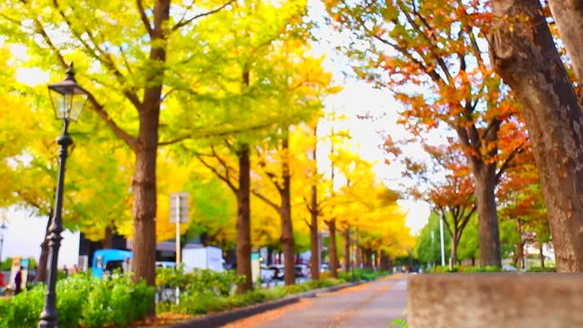 横浜のイチョウ並木