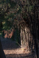trail with dry leaves along coniferous trees and juniper overhanging the path. the trees have dry branches.