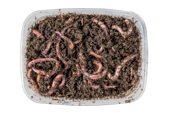 Red worms Dendrobena in a box in manure, earthworm live bait for fishing isolated on white background. Close up and top view