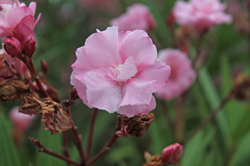 pink oleander