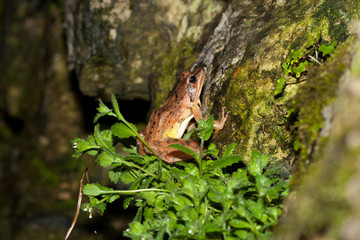 grenouille agile rana