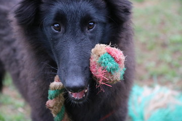 Fototapeta premium Hund spielt
