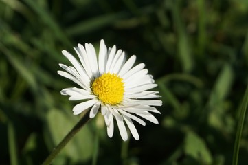 daisy in the grass