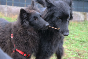 Fototapeta premium Hunde spielen