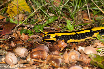 salamandre en sous bois