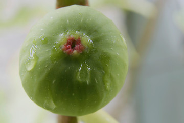Fig Figo