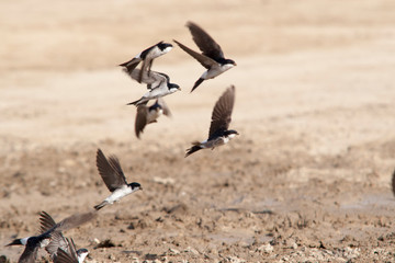 hirondelle de fenetre en vol  © Alexandre