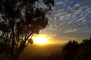 Sunset through the trees on a mountain overlooking San Diego