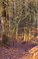 Kahle Bäume und Laub im Wald