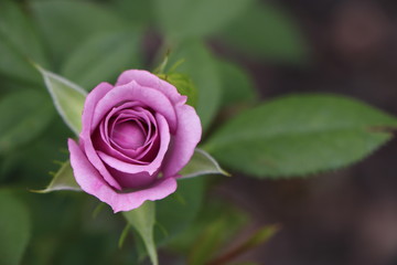 rose
