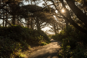 Hiking trail on a path between trees along the coast of Cape Perpetua Scenic Area