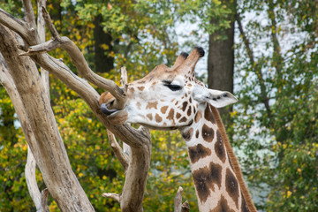 The giraffe, who is just tasting a tree