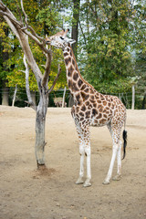 The giraffe who tastes the leaves on the tree