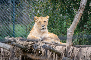 Lioness sitting on a wooden log