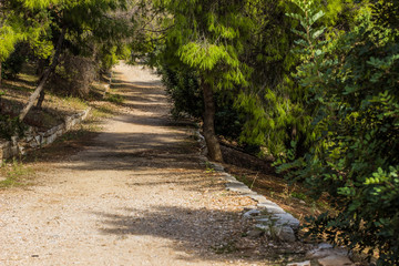 autumn dry hill forest scenic natural landscape with perspective empty road between trees 
