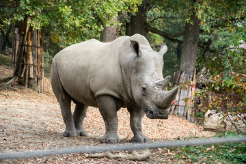Obraz premium Big strong rhinoceros standing under the trees
