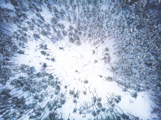 Aerial drone or top view of empty meadow in winter forest as copy space for text, beautiful snowy nature landscape panorama