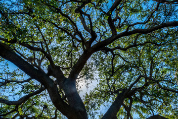 Tree, green leaves and sky