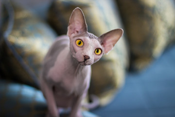 Cat sphinx