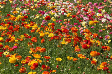 Colorful flower fields
