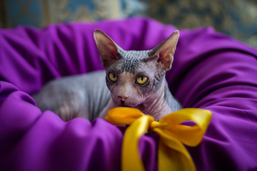 Cat sphinx