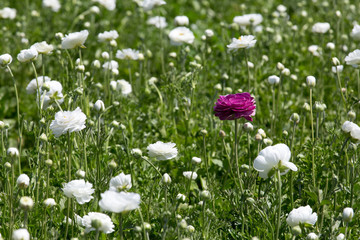 Fototapeta premium Colorful flower fields