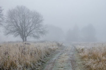 Obraz na płótnie Canvas The road in the fog passes near the tree. Autumn park in the fog