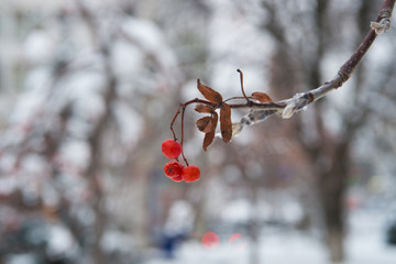 Red bunches of rowan covered with the first snow. Winter background. Winter landscape with snow-covered bright red rowan. Rowanberry branch. Berries of red mountain ash in snow. winter red berries