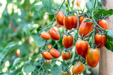 Close-up of fresh red tomatoes growing on a branch in the garden, RIpe garden tomatoes ready for picking.