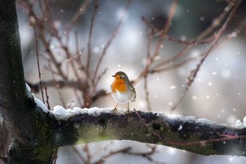 robin bird in the snow