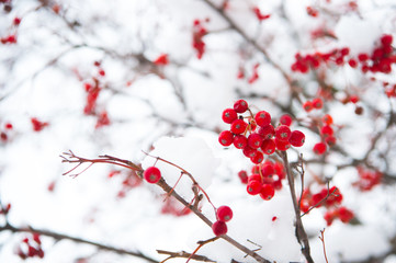 Rowanberry twig in snow. Bunch of rowan berries with ice crystals. Rowanberry branch. Berries of red ash in snow. winter red berries. Red bunches of rowan covered with first snow. Winter background