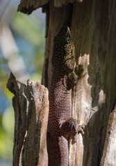 Obraz premium Giant Tree Gecko