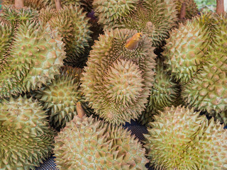 Fototapeta premium Durian fruits