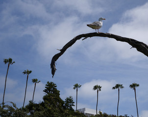 Seagull on a branch framed by palm trees in San Diego, California
