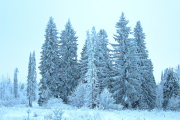 Beautiful winter forest and cloudy weather. Trees covered with snow. Background. Landscape.
