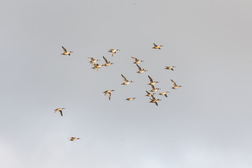 Flock of American wigeon